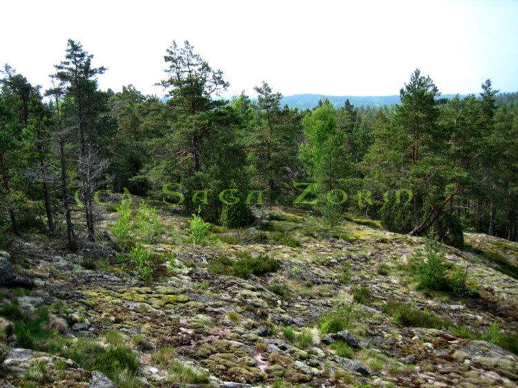 kipervuori3 (203K)