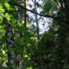 linnamaki3_tb (5K)