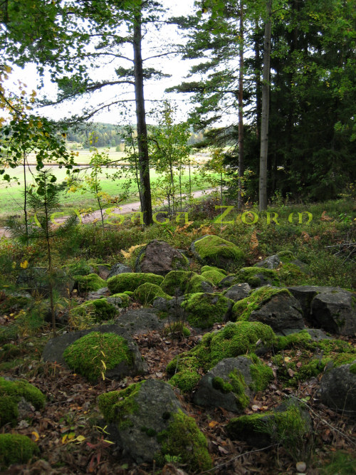 vravattula3 (183K)