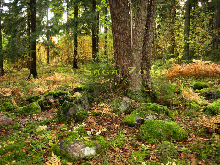 vravattula6 (245K)